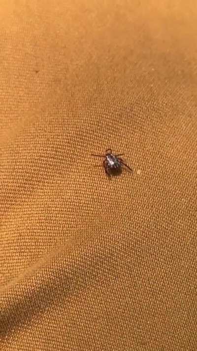 Permethrin treated clothes