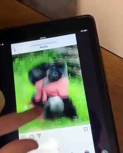 monke likes female gorillas