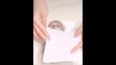 I'm 15 and this is yeet