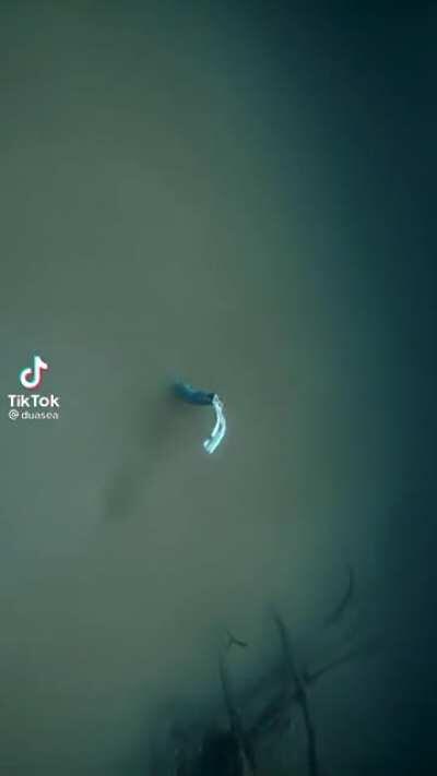 From @Duasea on TikTok.