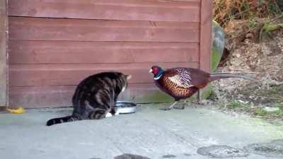 Dreist muss man sein