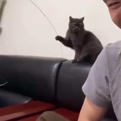 Hey, human, play with it