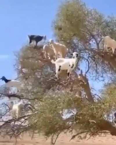 What do you think about this new 