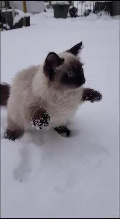 Cat's first encounter with snow