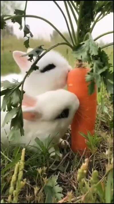 PaRaSiTeS dESTRoy CrOps AnD caUsE FamiNe. miLLIonS deaD!