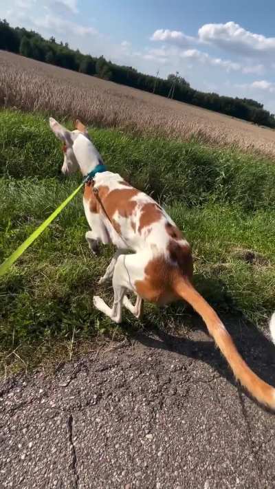 the longest boy to have ever longed before (that tail!)