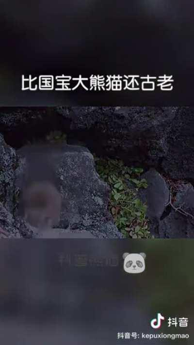 什么兔鼠杂交🐰🐭