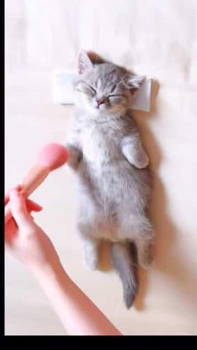 how to massage a kitten 🥰