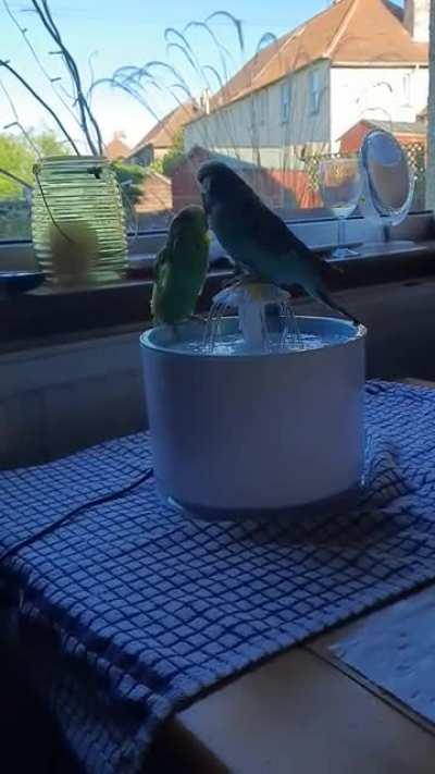 I'm the king of the flower bath!