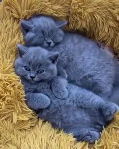 Here is your weekly dose of eyebleach to keep your eyes sane