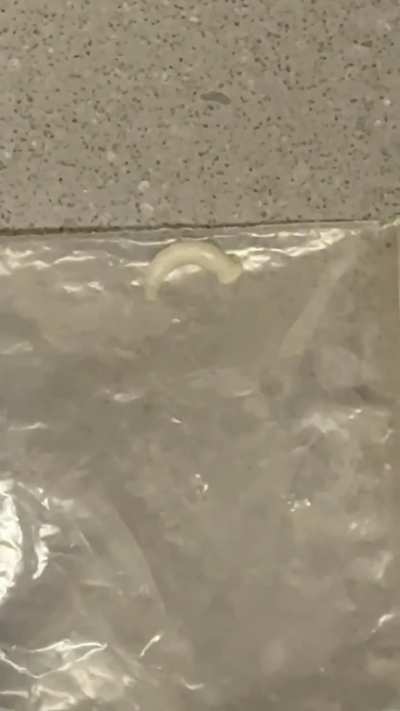 Worm/Larvae found on my cat/clothes