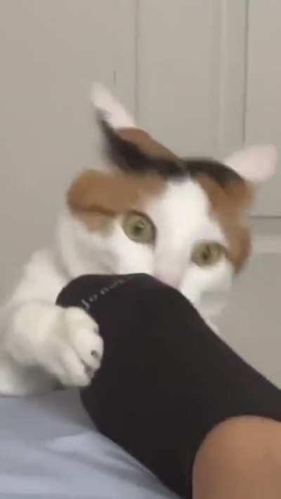 Cat with a foot fetish😂