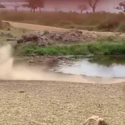 Gazelle Jukes Lion Into Another Dimension