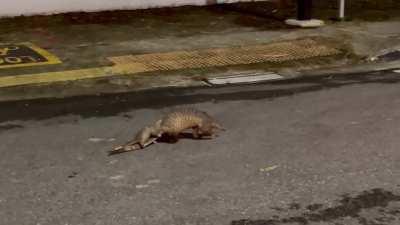 A cute pangolin and her baby :)
