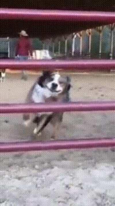 When your Doggo can't resist your presence...