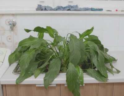Went away for three weeks and my housemates didn't give my peace lily any love. Filmed a timelapse of her getting a long soak and coming back to life.