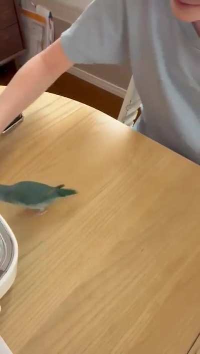 Parrotlet vs. Tissue