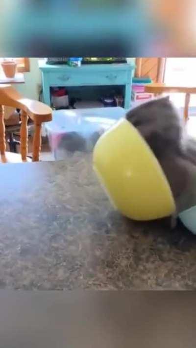 Hazards of owning a cat