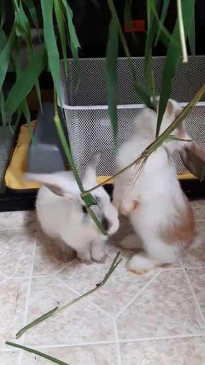 Did someone say baby bunnies?