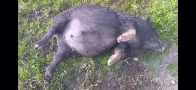 This pig took to much corn mash
