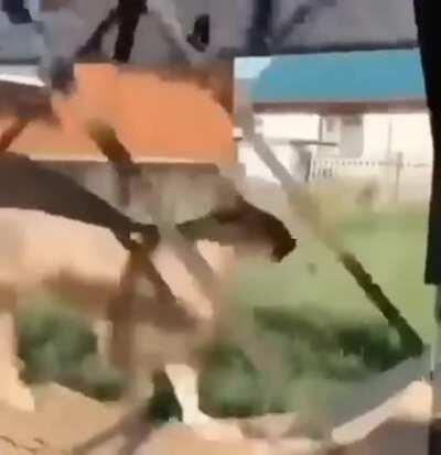 this is the funniest shit ever to me so i'm probably not ok