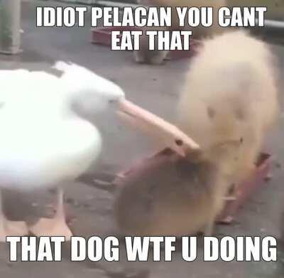 dawnmmmm.THAT PENGUINE IS HUNGERY.SMH SHOULKDA TOOK HIM TO MAC DONGAL.SMH DONT EAT THAT BEVER