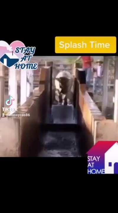 no sabia que las vacas saltaban xd