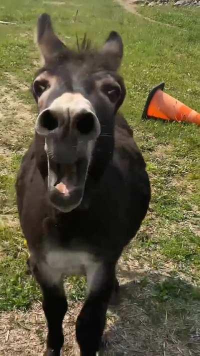 Donkey has something urgent to say