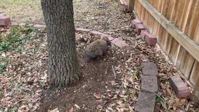 Huckleberry’s Mini-bink