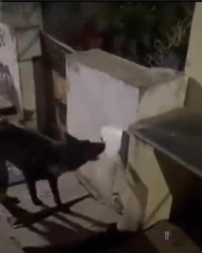 Average Jagan Anna fan