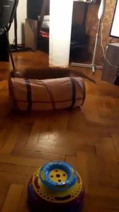 If Burrito runs fast enough he might catch it