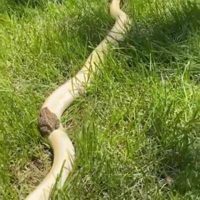 Toad riding a snake