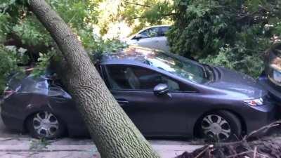 Damage from tornado through Rogers Park Monday. Many old trees uprooted :(