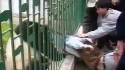 Sitting next to a Panda's cage