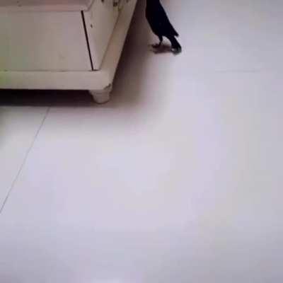 Blessings from money bird