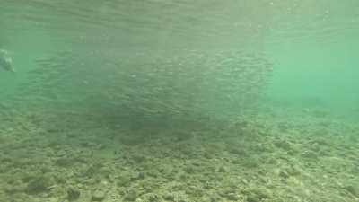 Cormorant - island cres - croatia