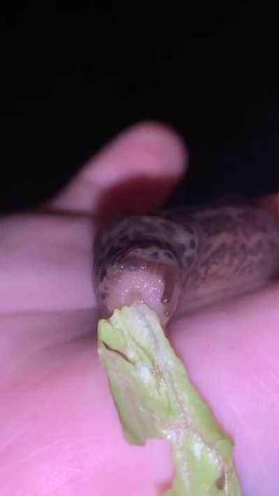 made a new friend, he was very fond of the lettuce