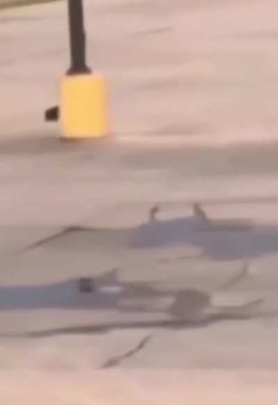 Celebration after a crash