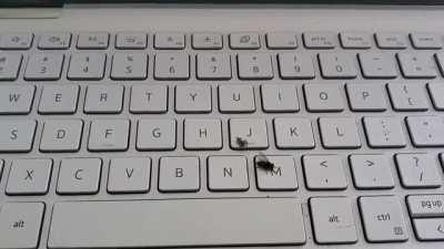 Spider-bro takes care of annoying fly for me