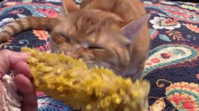 When your cat develops a taste for Southern food…!
