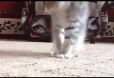 Startled by a turtle