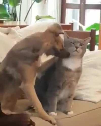 Pupper learning how pet the kitty