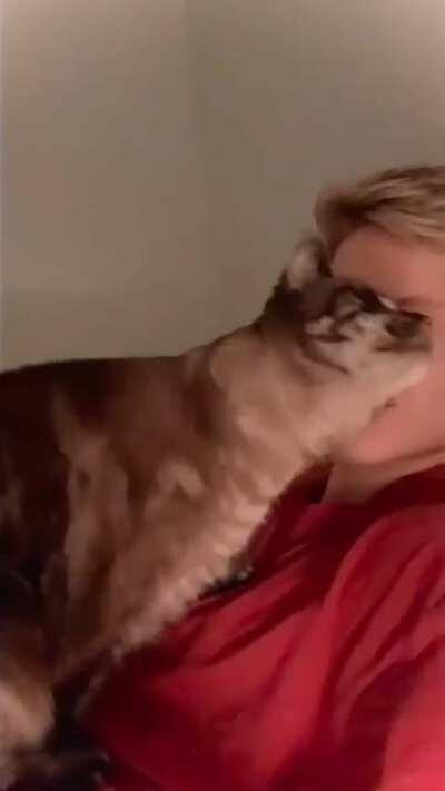 The way he looked at his human