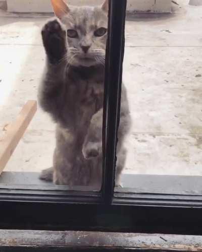 Fiona will be 15 this year. We adopted her when she was 9. Regardless of how old they get, cats be cats.