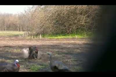 This man just shot their heads off.