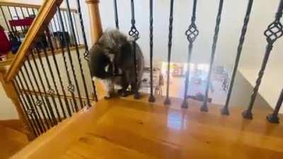Raccoon Struggles to Fit Through Railing