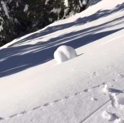 Perfect snowball roll