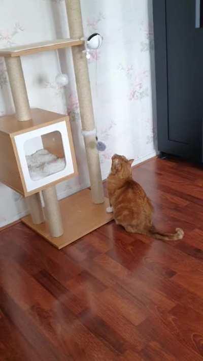 I fear this toy is waisted on my girl 🤦‍♀️