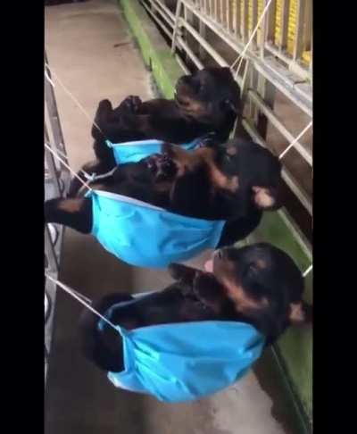 Look at this smol blop in the hammock