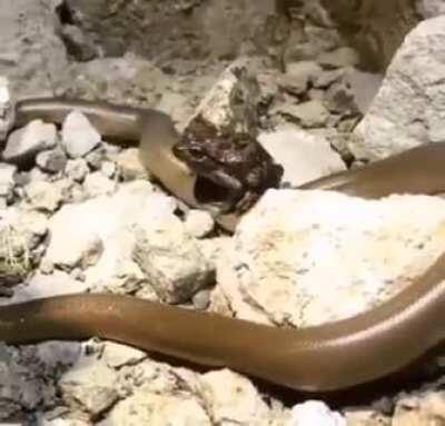 Frog riding a snake.